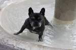 Holly, Franz�sische Bulldogge, geb. ...  Heinz Stoll 06.04.2010