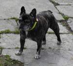 Holly, Franz�sische Bulldogge, geb. ...  Heinz Stoll 06.04.2010