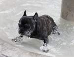 Holly, Franz�sische Bulldogge, geb. Feb. 1999, w�hrend dem Sprung aus ...