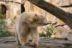 Knut hat ...  Andy Hensel 17.10.2009