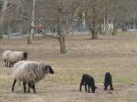 Eltern- und Jungtiere der ...  Thomas Wendt 07.04.2010