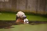  Knut   ...  Andy Hensel 17.10.2009