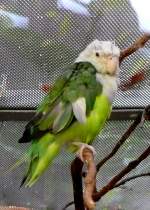 Grauk�pfchen (Agapornis cana) am ...  Manfred M�ldner 07.04.2010