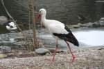 Wei�storch (Ciconia ciconia) am 9.2.2010 im Zoo Karlsruhe.  ...