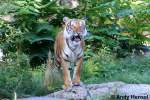 Indochinesischer Tiger.   ...  Andy Hensel 18.10.2009