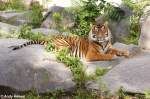 W�rde man ja gerne als Haustier halten, aber..... Sibirischer Tiger ...