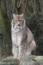 luchse-lynx Sitzender Nordluchs (Lynx lynx) am 9.2.2010 im Zoo Karlsruhe.

