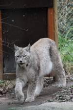 luchse-lynx Nordluchs (Lynx lynx) am 9.2.2010 beim Rundgang im Zoo Karlsruhe.