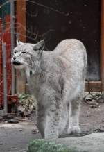 Nordluchs (Lynx lynx) am 9.2.2010 im Zoo Karlsruhe.  ...