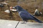 rabenvogel Eine Aaskr�he (Corvus corone) versucht eine Wallnuss zu knacken. Zoo Karlsruhe am 9.2.2010.