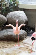 zwergflamingos-phoeniconaias Ein Zwergflamingo (Phoeniconaias minor) lockert sein Gefieder. zoo Karlsruhe am 9.2.2010.