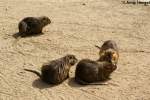 Biberratten sind ...  Andy Hensel 18.10.2009