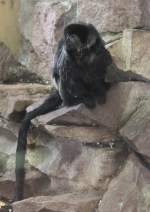 Springtamarin (Callimico goeldii) am 9.2.2010 im Zoo Karlsruhe.  ...