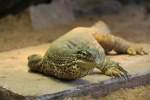 Arguswaran (Varanus ...  Gilbert Angermann 10.04.2010