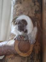 Dieser Lisztaffe (Saguinus oedipus ...  Gilbert Angermann 10.04.2010