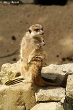 Erdm�nnchen bei der Ausschau nach Feinden.  ...