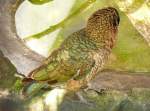 Kea am 17.05.2009 in Wilhelma/Stuttgart (durch enges Gitter ca. 8x8mm ...