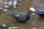 Moschusente (Cairina moschata) am 9.2.2010 im Zoo Karlsruhe.  ...