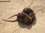 Nutrias (Bieberratten). ...  Andy Hensel 18.10.2009