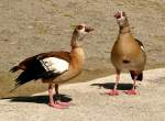 Nilgans am 17.05.2009 in ...  Manfred M�ldner 11.04.2010