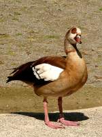 Nilgans am 17.05.2009 in ...  Manfred M�ldner 11.04.2010