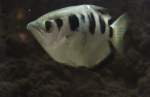Sch�tzenfisch oder auch Spritzfisch ...  Gilbert Angermann 12.04.2010