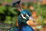 Blauer Pfau. ...  Andy Hensel 18.10.2009