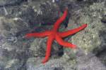 Purpurseestern (Echinaster ...  Gilbert Angermann 13.04.2010