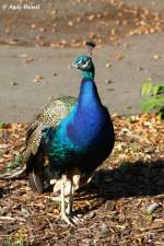 Der Blaue Pfau stammt urspr�nglich aus Indien, Sri Lanka und ...