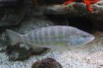S�gebarsch (Serranus cabrilla) am ...  Gilbert Angermann 13.04.2010