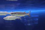 Meer�schen (Mugil sp.) am ...  Gilbert Angermann 13.04.2010