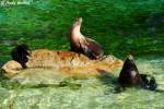 Kalifornische Seel�wen.   ...