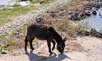Es sind tats�chlich nicht ...  Rolf Reinhardt 16.04.2010