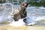 Der S�dafrikanische Seeb�r geh�rt zur Familie der Ohrenrobben.  ...