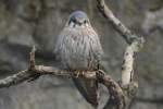 Buntfalke (Falco sparverius) am 10.3.2010 im Zoo Berlin.  ...