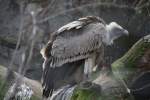 G�nsegeier (Gyps fulvus) am 10.3.2010 im Zoo Berlin
  ...