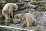 eisbaren-ursus-maritimus Knut und Gianna am 10.3.2010 im Zoologischen Garten Berlin.