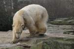 eisbaren-ursus-maritimus Eisb�r (Ursus maritimus) am 10.3.2010 im Zoo Berlin.