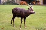 Westlicher Sitatunga-Bock ...  Andy Hensel 18.10.2009