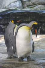 grospinguine-aptenodytes Zwei K�nigspinguine (Aptenodytes patagonicus) am 10.3.2010 im Zoo Berlin.
