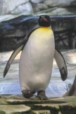 grospinguine-aptenodytes Ein K�nigspinguin (Aptenodytes patagonicus) kommt angewatschelt. Zoo Berlin am 10.3.2010. 
