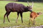 Die Sitatunga, ...  Andy Hensel 18.10.2009
