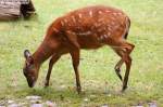 Westliche Sitatunga ...  Andy Hensel 18.10.2009