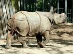Panzernashorn Jungtier  Samir  geb.: ...  Manfred M�ldner 18.04.2010