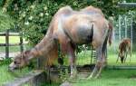 Trampeltier am 27.05.2009 in ...  Manfred M�ldner 19.04.2010