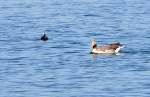 Gans und Bl��huhn am ...  Rolf Reinhardt 20.04.2010