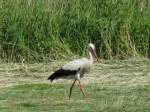 Gevatter Storch   ...