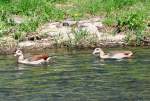 �gyptische G�nse auf der Ahr bei Bad Neuenahr - 18.04.2010 ...