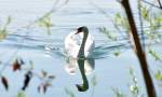 Schwan mit Spiegelbild auf ...  Rolf Reinhardt 24.04.2010