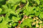 Wespe und Marienk�fer friedlich ...  Rolf Reinhardt 24.04.2010